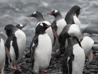 Obraz premium Approaching Yankee Harbour landing, Greenwich Island, South Shetland Islands, Antarctica.