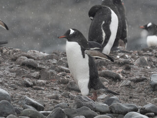 Naklejka premium Approaching Yankee Harbour landing, Greenwich Island, South Shetland Islands, Antarctica.
