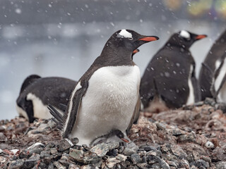 Approaching Yankee Harbour landing, Greenwich Island, South Shetland Islands, Antarctica.