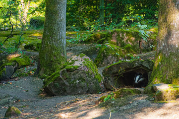 Badger in outdoor zoo in Scania, Sweden © StellaSalander
