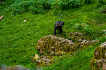 Wolverine in outdoor zoo in Scania, Sweden