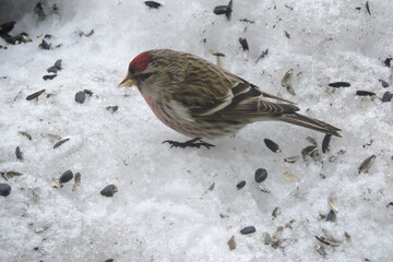 A male common redpoll with a bright red patch on its forehead and a red breast standing in snow and eating sunflower seeds