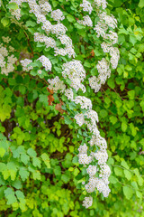 Blooming spring flowers. Blooming pear.
