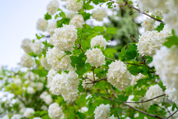 Blooming spring flowers. Large beautiful white balls of blooming Viburnum opulus Roseum Boule de Neige . White Guelder Rose or Viburnum opulus Sterilis, Snowball Bush, European Snowball.