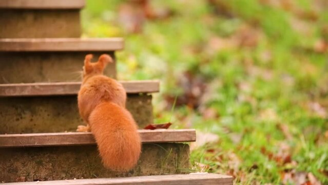 Squirrel using stairs. 400mm f. 2.8 Telephoto. Closeup.