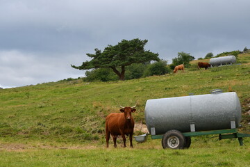 Vache salers nous regardant aux abords d'un chemin de randonnée dans le Puy de dôme par une journée orageuse