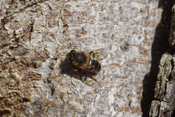 drone fly, eristalis tenax, eristalis, common drone fly, female, horse chestnut, bark, tree bark,overwinter, hibernate, hover fly, hoverfly, tree, insect, garden, syrphidae, wild, wildlife, macro, nat