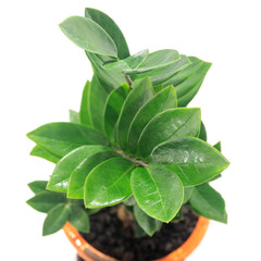 観葉植物、ザミオクルカス・ザミーフォリアの葉【白背景】