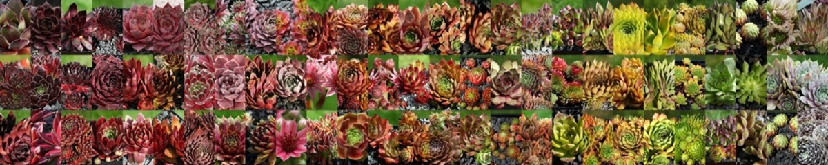 Beautiful collage of colourful sempervivum in a sorted  colour gradient panoramic view