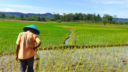 Grandpa is Checking the Fields for Pests