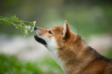 Naklejka na ściany i meble Shiba Inu dog sniffing a flower