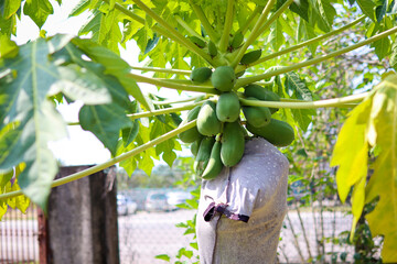 Papaya Tree with fruits