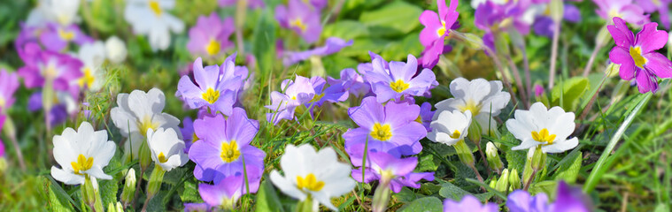 close on pretty purple primrose blooming in garden