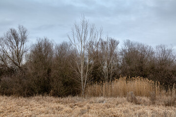Landscape with poplars, willows and reeds in a wetland, with a cloudy sky.