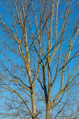 Black poplar in winter without leaves with new shoots. Populus.