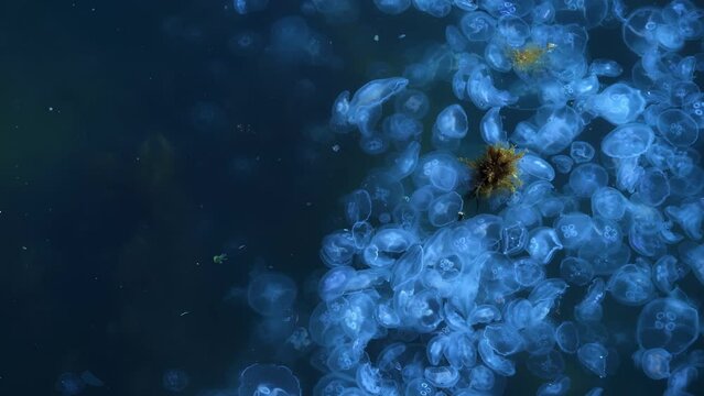 A flock of blue jellyfish swims in sea water against the background of a stone seabed with algae. aerial view