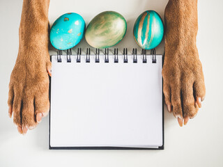Lovable, pretty puppy brown color and Easter eggs. Close-up, indoors, view from above. Studio photo. Congratulations for family, loved ones, friends and colleagues. Animal and pet care concept
