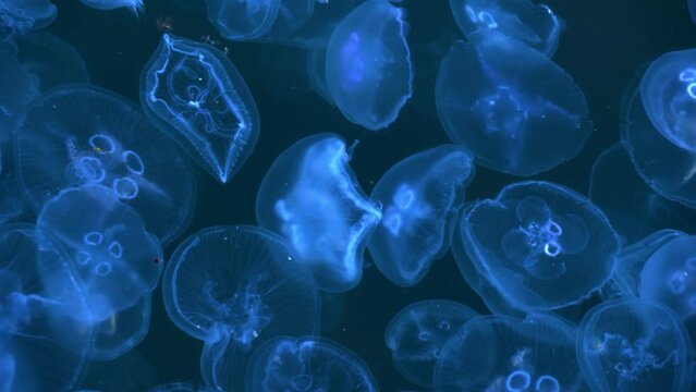 Glowing neon jellyfish swim in sea water against the background of a stone seabed with algae