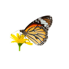 A monarch butterfly pollinating yellow flowers.