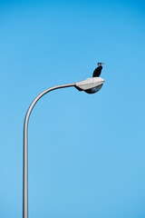 Bird on an urban lamppost against a clear blue sky