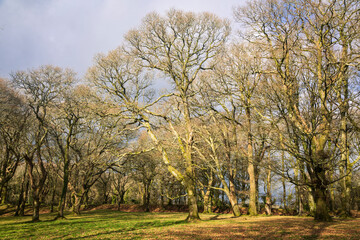 Obraz premium Ancient woodland within Blackbury hill fort in east Devon west England