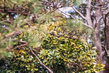 flowers in the woods