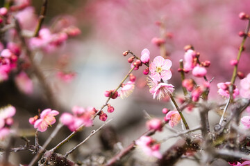 梅の花