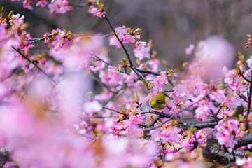pink cherry blossom