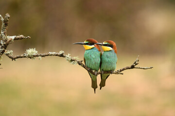 bee-eater poses in the field in spring