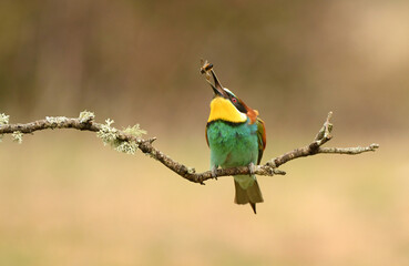 bee-eater poses in the field in spring