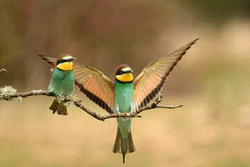 bee-eater poses in the field in spring