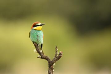 bee-eater poses in the field in spring