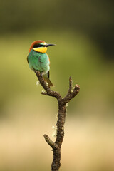 bee-eater poses in the field in spring