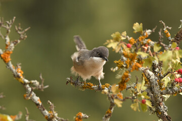 blackbird warbler in autumn in the forest