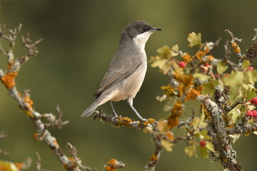 blackbird warbler in autumn in the forest