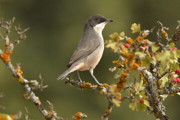 blackbird warbler in autumn in the forest