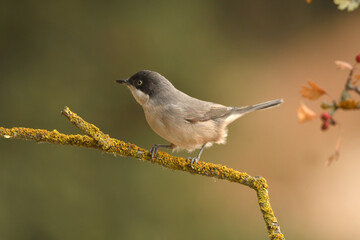 blackbird warbler in autumn in the forest