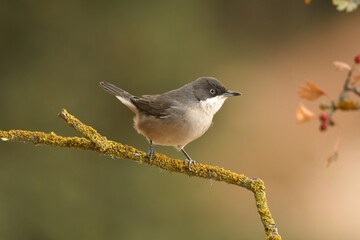 blackbird warbler in autumn in the forest