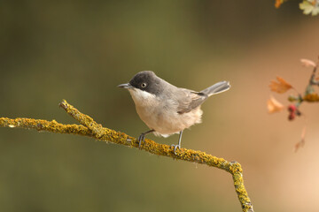 blackbird warbler in autumn in the forest