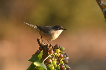 blackbird warbler in autumn in the forest
