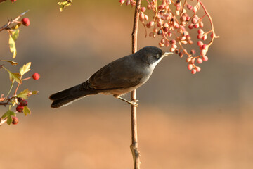 blackbird warbler in autumn in the forest