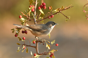 blackbird warbler in autumn in the forest