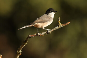 blackbird warbler in autumn in the forest
