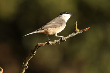 blackbird warbler in autumn in the forest