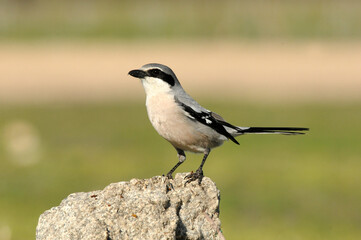 shrike on the rock in the field