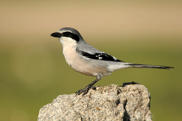 shrike on the rock in the field