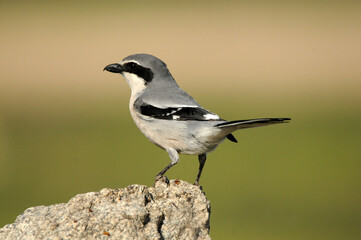 shrike on the rock in the field