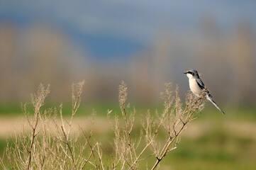 shrike on the rock in the field