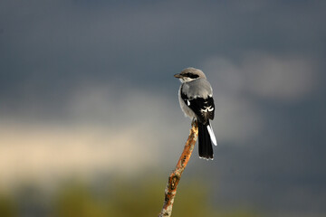 shrike on the rock in the field