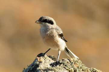 shrike on the rock in the field